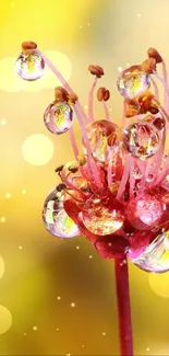 Golden floral macro wallpaper with water droplets.