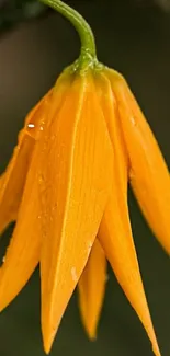 Close-up of a vibrant golden flower with dewdrops on petals.