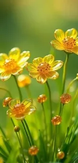 Golden flowers with a green background