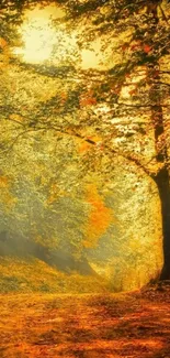 Golden forest path in autumn sunlight.