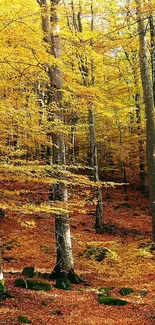 Golden autumn forest with bright yellow leaves and tall trees.