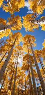 Golden fall trees under a clear blue sky viewed from below.