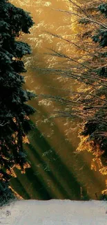 Golden sunlight filtering through forest trees creates a serene mobile wallpaper scene.