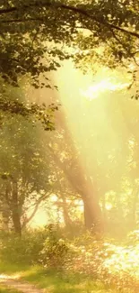 Golden sunlight filtering through forest trees.