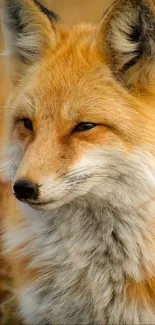 Golden fox sitting in a field during autumn, surrounded by brown and golden grass.