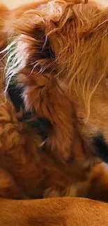 Close-up portrait of a furry golden dog with expressive eyes, perfect mobile wallpaper.