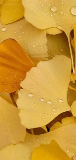 Golden ginkgo leaves with water droplets on mobile wallpaper.