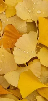 Golden ginkgo leaves with water droplets in a natural pattern.