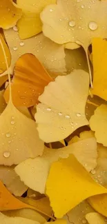 Golden ginkgo leaves with droplets forming a serene pattern.