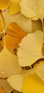 Golden ginkgo leaves with water droplets.