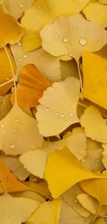 Golden ginkgo leaves with raindrops on a textured mobile wallpaper.