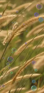 Golden grasses with colorful bubbles on a peaceful mobile wallpaper.