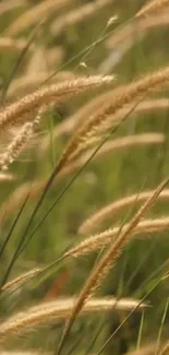 Wallpaper of golden grass swaying in the breeze against a lush green background.