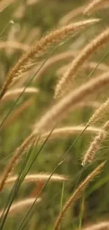 Golden grass swaying in a serene field mobile wallpaper.