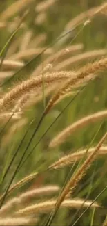 Golden grass swaying in sunlit field, creating a serene natural wallpaper.