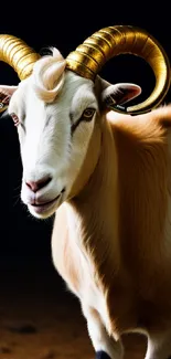 Golden horned goat against dark background, perfect for mobile wallpaper.