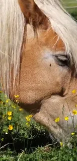 Golden horse grazing amidst yellow flowers on a sunny day.