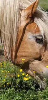 Golden horse grazing in a meadow with yellow blossoms.