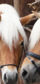 Two golden horses nuzzling against a rustic wooden backdrop.