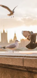 Elegant birds flying over a city at sunset.