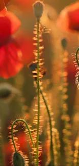 Golden hour poppies with soft light and dreamy background.