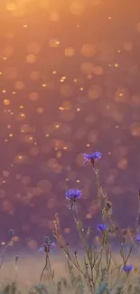 Wildflowers glowing in golden sunset light with bokeh in the background.