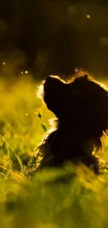 Puppy silhouette in sunlit golden field with floating lights.