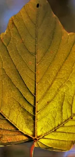 Close-up of a golden leaf with visible veins and texture.