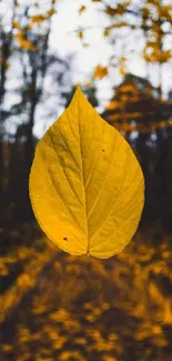 Golden leaf in focus with blurred autumn forest background.