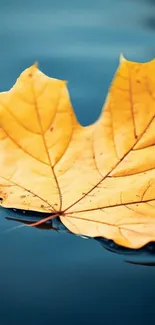 Golden leaf floating on the blue water surface.