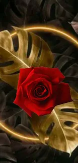 Red rose with circle of golden leaves on dark background.