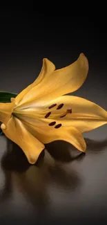 Golden lily with a reflection on a black background, elegant and minimalist.