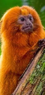 Golden lion tamarin on a tree branch in vivid natural setting.