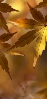 Golden maple leaves on a mobile wallpaper showcasing autumn beauty.