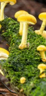 Golden mushrooms grow on a mossy log in the forest.