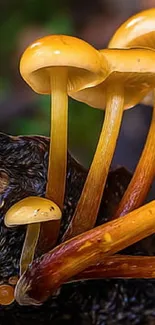 Golden mushrooms growing on textured wood in a natural setting.