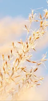 Golden grass with a soft blue sky background on mobile wallpaper.