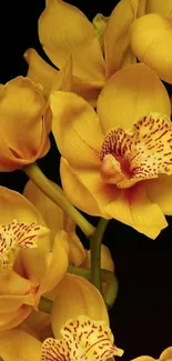 Golden orchids beautifully arranged against a dark background in this phone wallpaper.