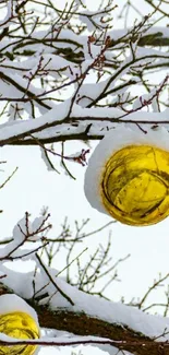 Golden ornaments hang from snow-laden branches in winter.