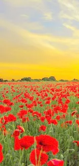 Vibrant poppy field with golden sunset sky and fluffy clouds.