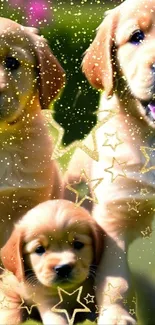 Golden retriever puppies with sparkling stars wallpaper.