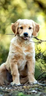 Golden retriever puppy holds a stick in a lush green forest.