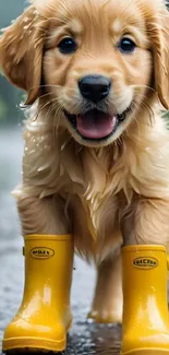 Golden retriever puppy wearing yellow rain boots on a wet path.