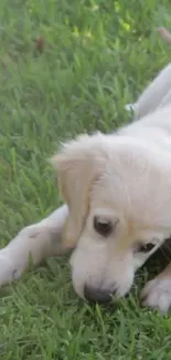 Golden retriever puppy laying on lush green grass.