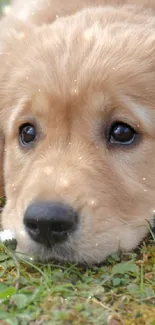 Golden retriever puppy resting on grass with an adorable expression.