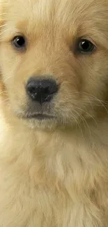 Golden retriever puppy with soft fur and warm expression.