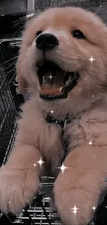 Golden retriever puppy in a shopping cart, happy and playful.