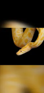 Golden python against black background, detailed and colorful.