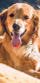 Golden Retriever relaxing at a sunny beach.