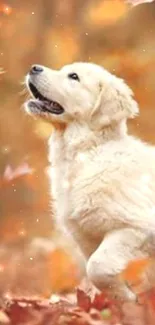 Golden retriever playing in autumn leaves with vibrant orange background.